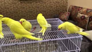 Yellow Self Chicks