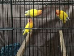 love birds breed pair for sale