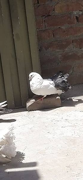 pigeon laka male 1