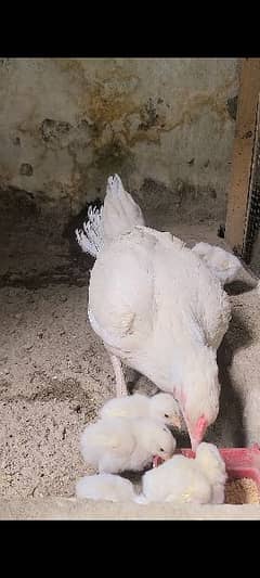 heera 8 days chick for sale
