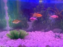 Fish Aquarium For sale (2.5ft) with 7 Fishes