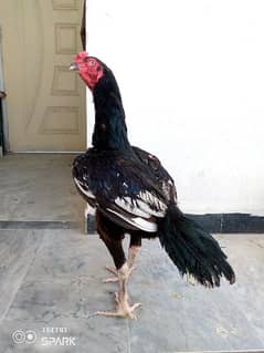 Aseel PaTha 03119633350 Murga rooster murghi Madi hen path egg chick