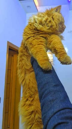 Triple coated persian cat