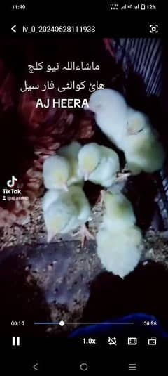 HEERA ASEEL CHICK (HIGH QUALITY) CNFRM BLOODLINE