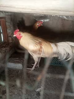 Aseel Desi mix 1.5 year healthy cock murga