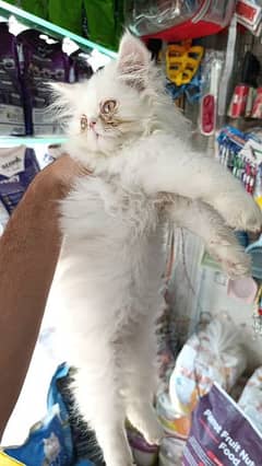 piki Bred persian male cat white available