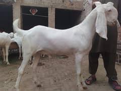 Qurbani goat | gulabi bakra | desi Bakra | bakra | 0321+400+77+37