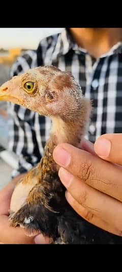 High Quality Aseel Chicks for Sale