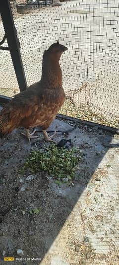 young aseel murgi/ hen for sale