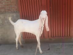 Goats for sale بڑا بکرا