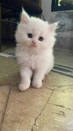 persian cats 2.5 months