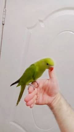 03435131048 Green ringneck self chick handtame parrot