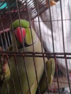 nice parrot