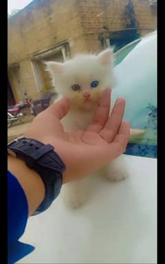 Persion kittens available for sale. Whatsapp 03056270596.