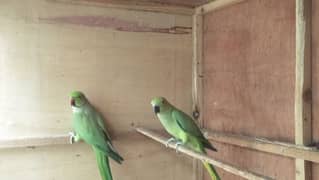 Parrots for sale in North karachi
