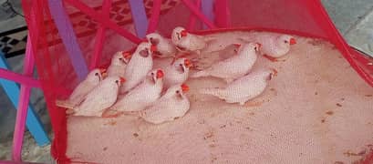 white finches breeder adult pair(03113774455)