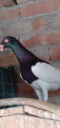 all pigeon available whatsup R Cal o3o7 6587689