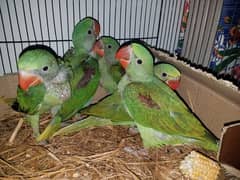 Raw Pahari Parrot Chicks Available Near to Self Contact 03362838259