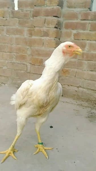 Brazilian white shamo female for sale. 0