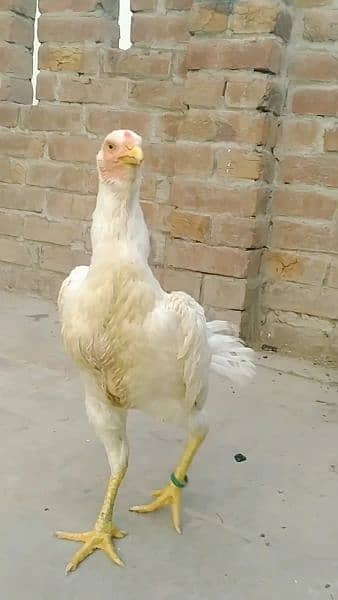 Brazilian white shamo female for sale. 1