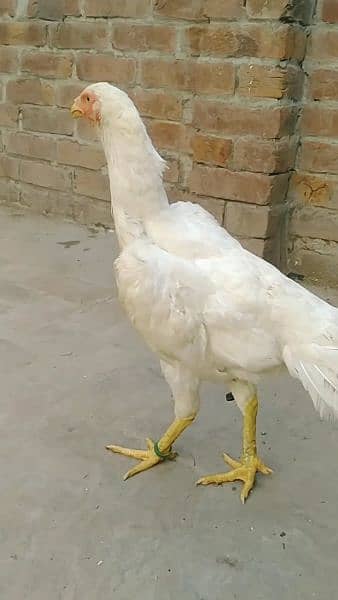 Brazilian white shamo female for sale. 3