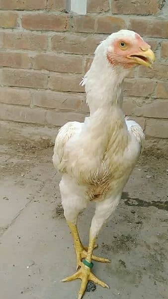 Brazilian white shamo female for sale. 4