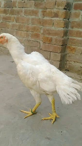 Brazilian white shamo female for sale. 5