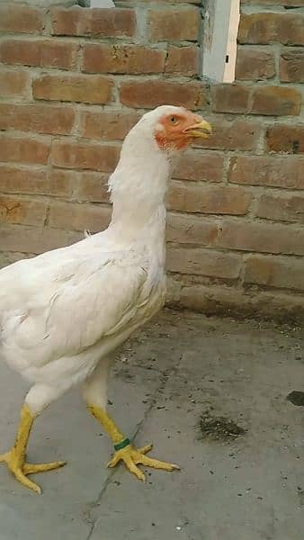 Brazilian white shamo female for sale. 6