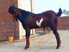 Bakra/goat/male/breeder