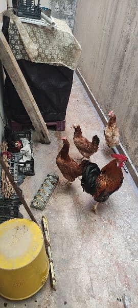 Hen and cook for sale. 0