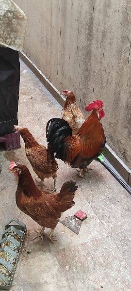 Hen and cook for sale. 1