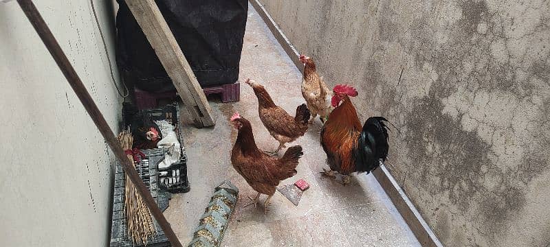 Hen and cook for sale. 3