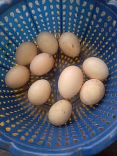 Aseel heeri murgi eggs