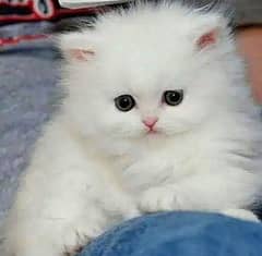 Adorable Kittens Seeking Loving Homes
White Kitten