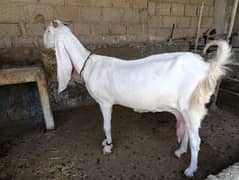 asalamualikum female gulabi goat with 3.5 month female  kid