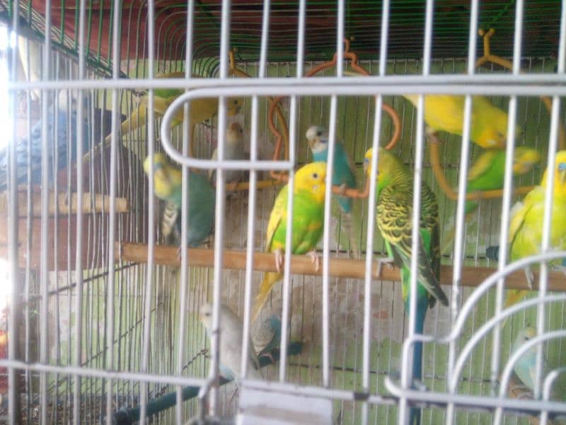 Ghar ke pallavi breeding pair 2