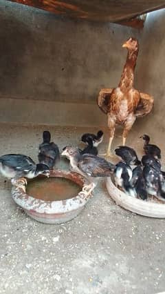 mushka old breed chick. s for sale