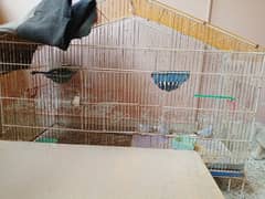 Diamond Doves And cage for sale