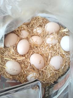 Heritage Australorp eggs