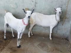 Beautiful Tadi Goats