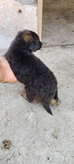 German Shepherd puppies | long coted puppy | Dog For Sale | GSD