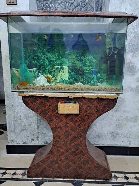 Aquarium & Fish for Sale 3