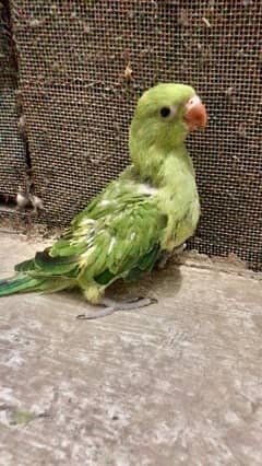 Green Parrot chick