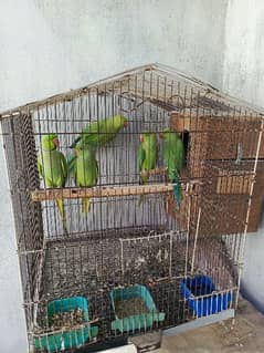 Ringneck Parrots Pair with 3 young chicks