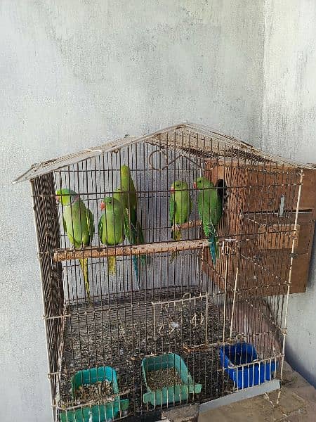 Ringneck Parrots Pair with 3 young chicks 2