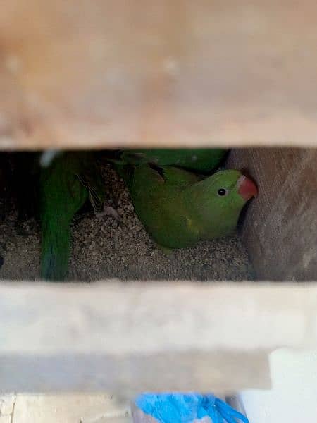 Ringneck Parrots Pair with 3 young chicks 5