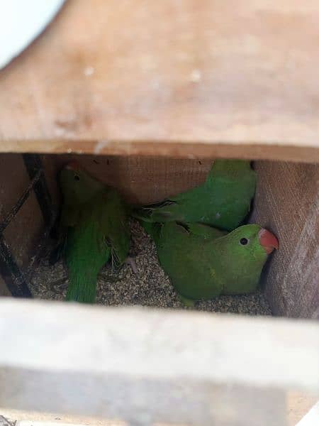 Ringneck Parrots Pair with 3 young chicks 6