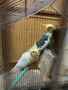 cockatiels pair for sale