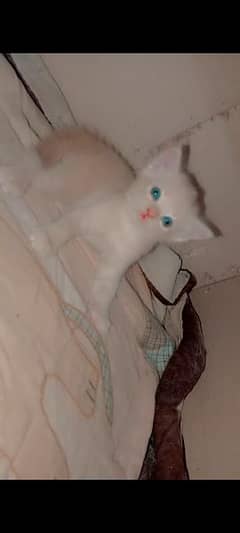 periosn kittens available age 1 month color faon and white