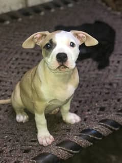 Pitbull Puppy female 0